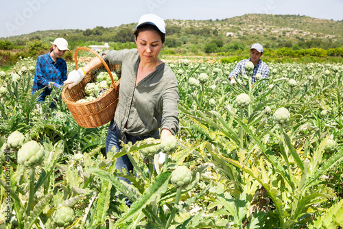 Asian woman farmer picking fresh organic artichokes in basket on farm photo