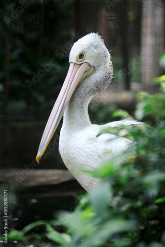 Long Pink Beak Australian Pelican in The Zoo Cage