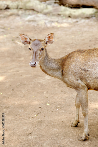 Baby Deer Standing Alone In The Wooden Cage At Zoo