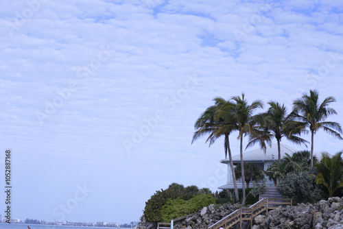 palm trees on a day
