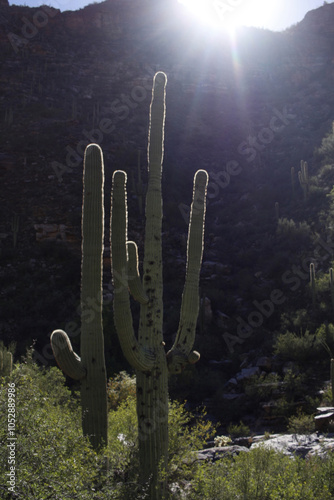 cactus in the desert