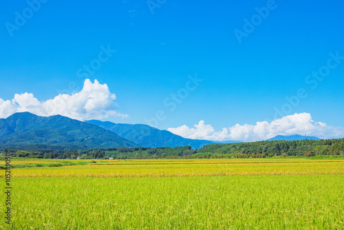 青空と田んぼ