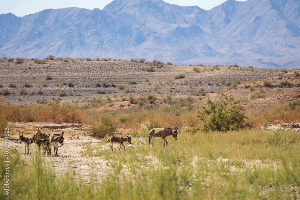 Fototapeta premium Wild burros in the desert 