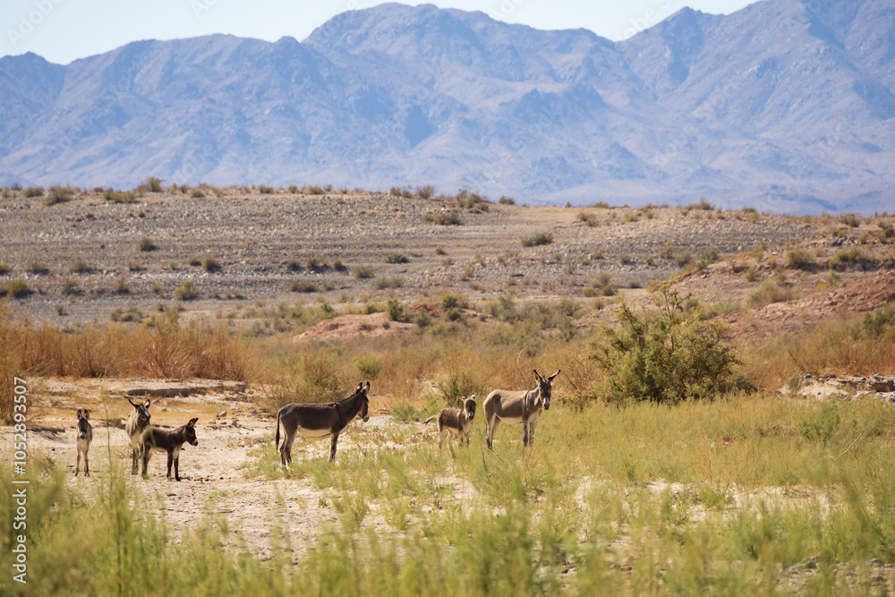 Naklejka premium Wild burros in the desert 