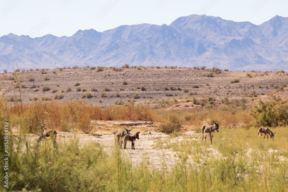 Fototapeta premium Wild burros in the desert 