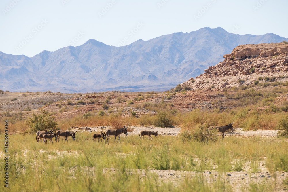 Fototapeta premium Wild burros in the desert 
