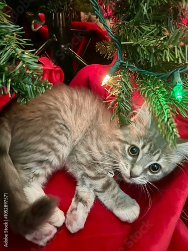 cat and christmas tree