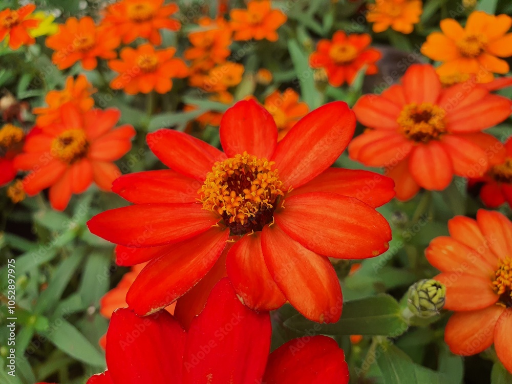 Red flwoer. A red flower is booming in the garden. Red flwoer. A red flower is booming in the garden.