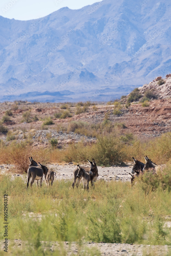 Fototapeta premium Wild burros in the desert 