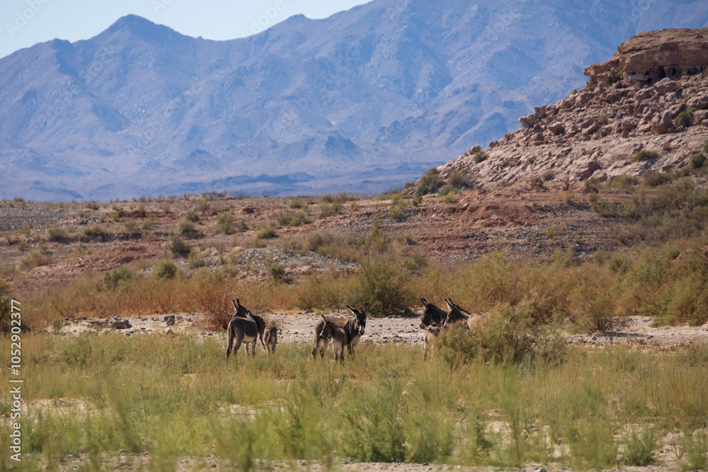 Wild burros in the desert
Wild burros in the desert
