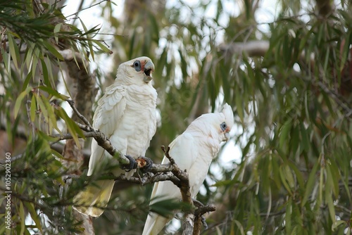 Two Corellas Perching on a Tree photo