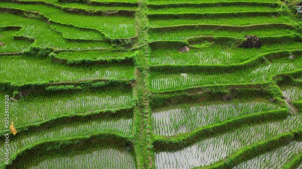 terraced rice fields cascade down the mountain slopes, forming vibrant green layers that beautifully follow the land’s contours.