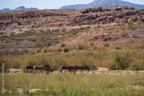 Wild burros in the desert
