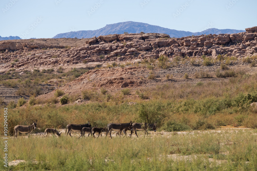 Fototapeta premium Wild burros in the desert 