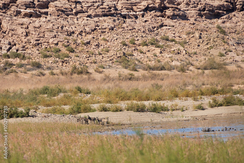 Wild burro in the desert
