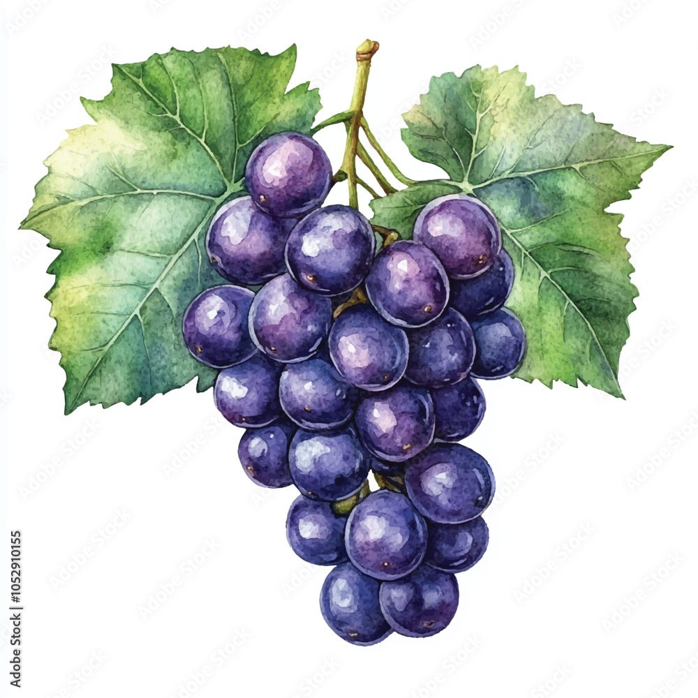 Fototapeta premium Sea grape fruit watercolor clipart illustration