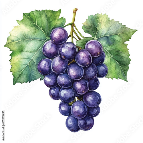 Sea grape fruit watercolor clipart illustration