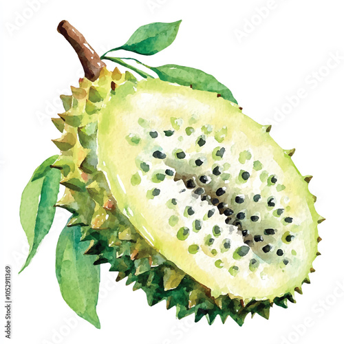 Soursop fruit watercolor clipart illustration