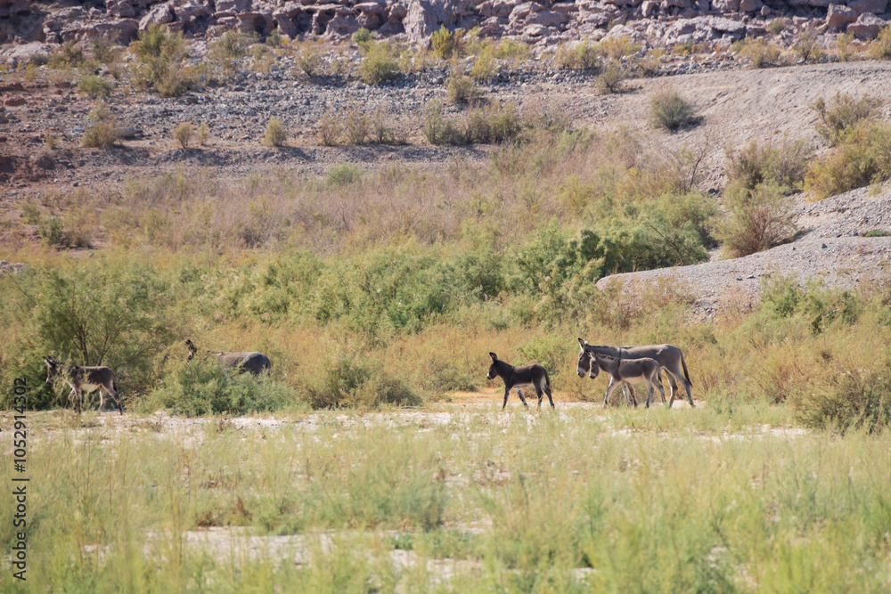 Naklejka premium Wild burro in the desert 