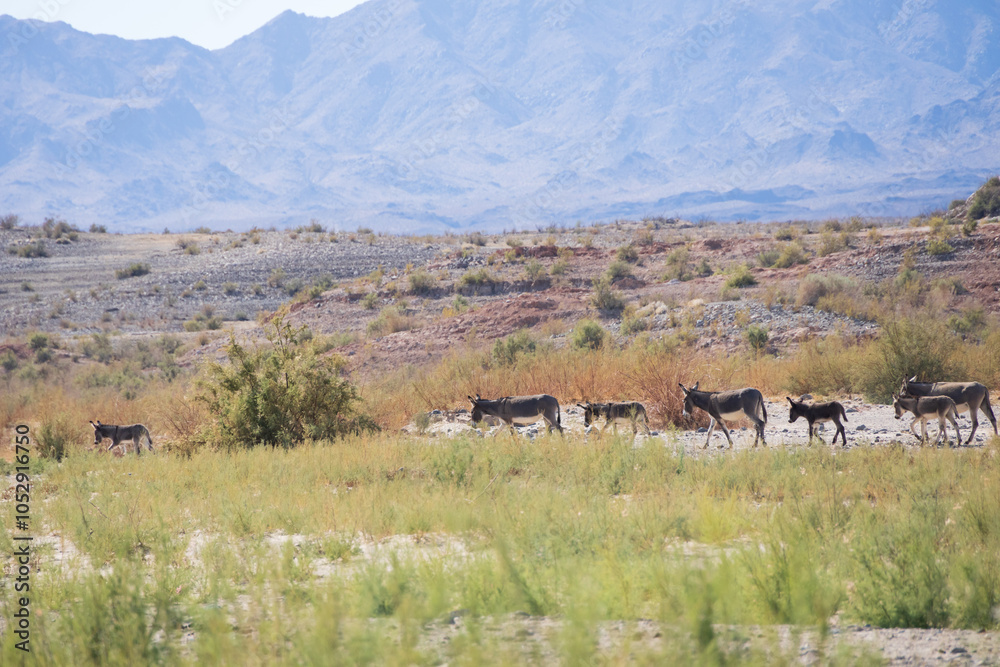 Fototapeta premium Wild burro in the desert