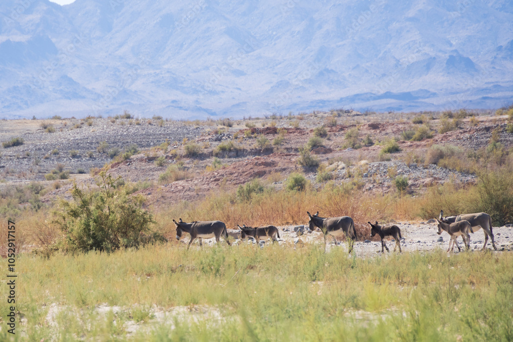 Naklejka premium Wild burro in the desert