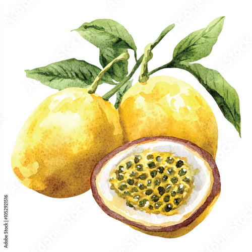 Yellow passion fruit watercolor clipart illustration