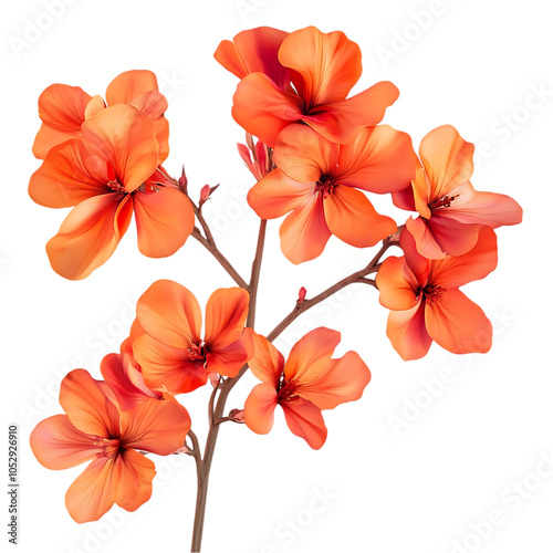 A close-up of a vibrant orange geranium flower with five open blossoms and buds on a stem, isolated against a black background.