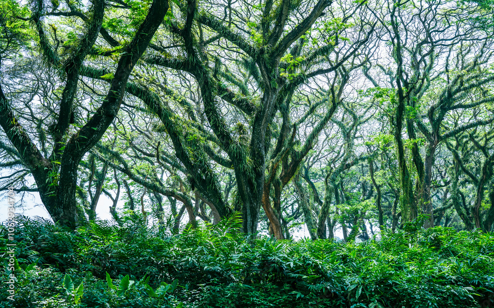 Tropical rainforest with big trees Tropical rainforest with big trees