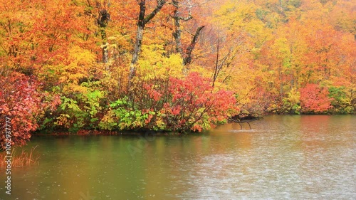 autumn leaves on the lake