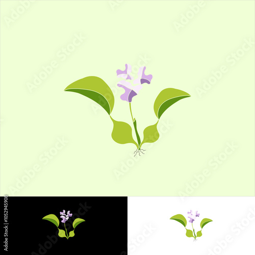 water hyacinth plant. in full color style illustration. for icon or element.