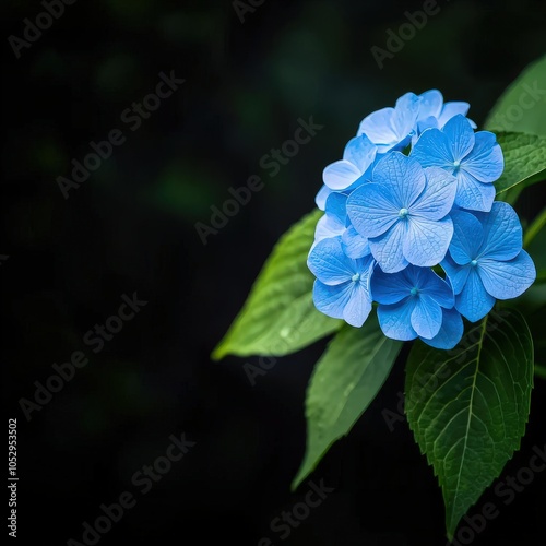 Hydrangea cluster of blue flowers, isolated to highlight the volume photo