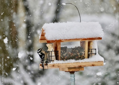 Obraz na plátně Downy woodpecker, snowflake, bird feeder
