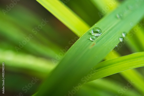 The Essence of Purity: Crystal Clear Droplets on Emerald Leaf