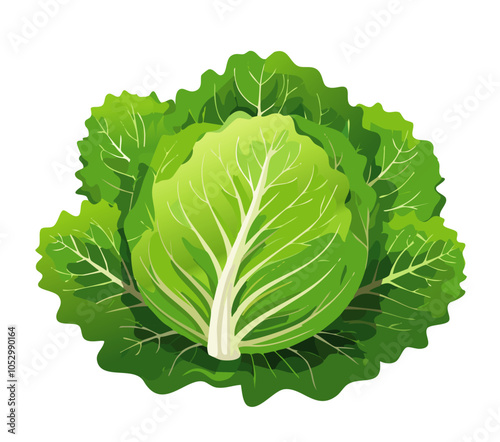 Lettuce