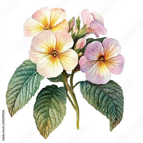 primrose watercolor clipart illustration