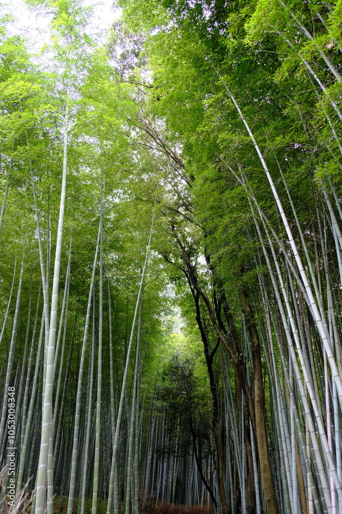 green bamboo forest