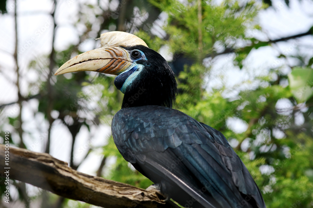 Fototapeta premium Black Hornbill With Blue Neck Stand on Branch in The Zoo