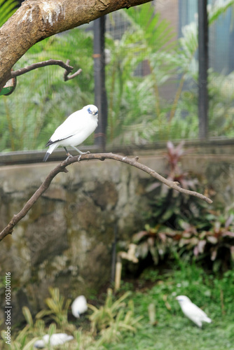 Bali Myna a Beautiful White Bird With Blue Around the Eyes, Stand on Branch At The Zoo photo