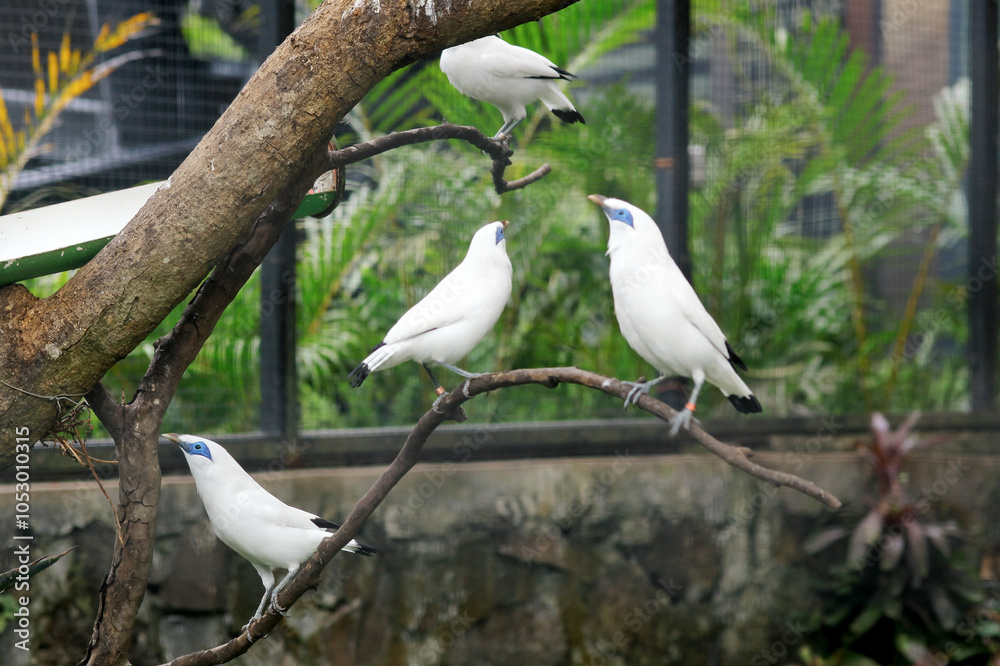 Group Of Bali Myna a Beautiful White Bird With Blue Around the Eyes, Stand on Branch Against Nature Background Group Of Bali Myna a Beautiful White Bird With Blue Around the Eyes, Stand on Branch Against Nature Background
