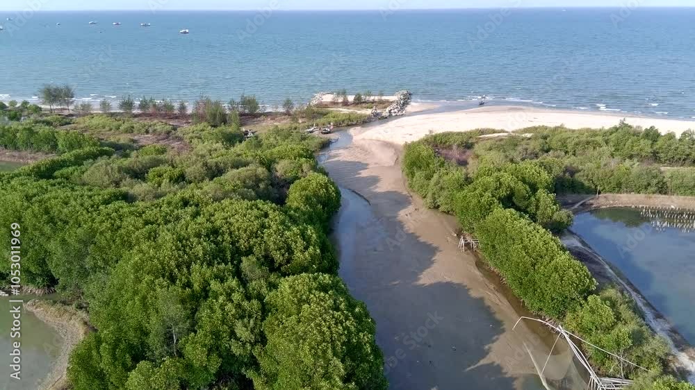 View of mangrove trees on the beach as seen from a drone View of mangrove trees on the beach as seen from a drone