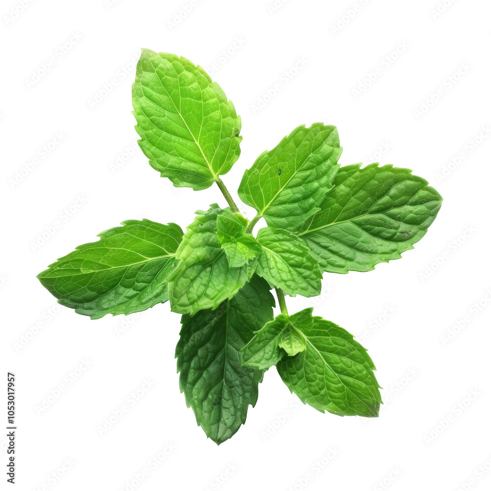 Fresh mint leaves isolated on white or transparent background Fresh mint leaves isolated on white or transparent background