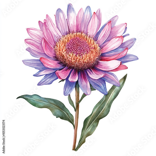 Soldaster flower watercolor clipart illustration