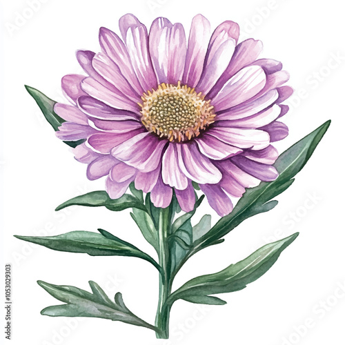 Soldaster flower watercolor clipart illustration