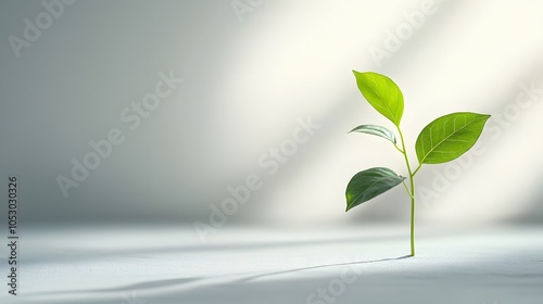 Small Plant Sprouting in Sunlight. Illustration background for presentation and wallpaper