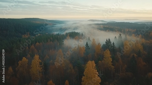 Aerial View of Misty Autumn Forest with Golden Trees