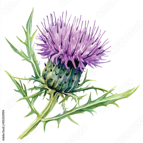 Thistle flower watercolor clipart illustration