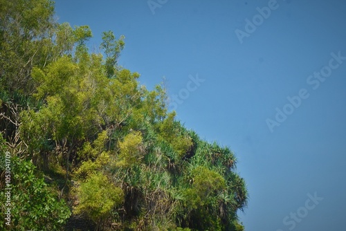 plants on coastal rocks