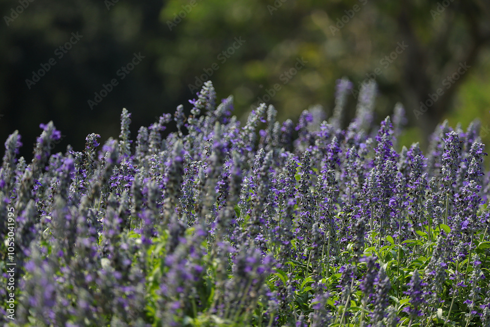 Obraz premium Beautiful flower garden, Blue Salvia, Salvia farinacea blooming on a green leaf background in the tropical garden.