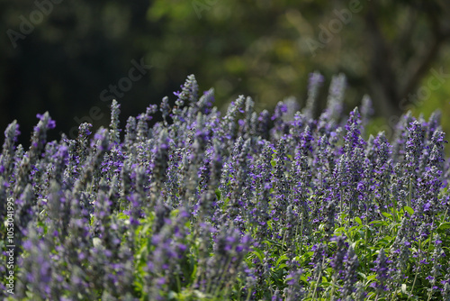 Beautiful flower garden, Blue Salvia, Salvia farinacea blooming on a green leaf background in the tropical garden. photo