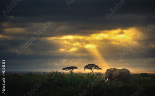 Photography elephants at sunset